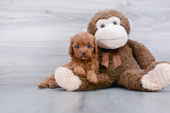 Fluffy Cavapoo Poodle Mix Pup