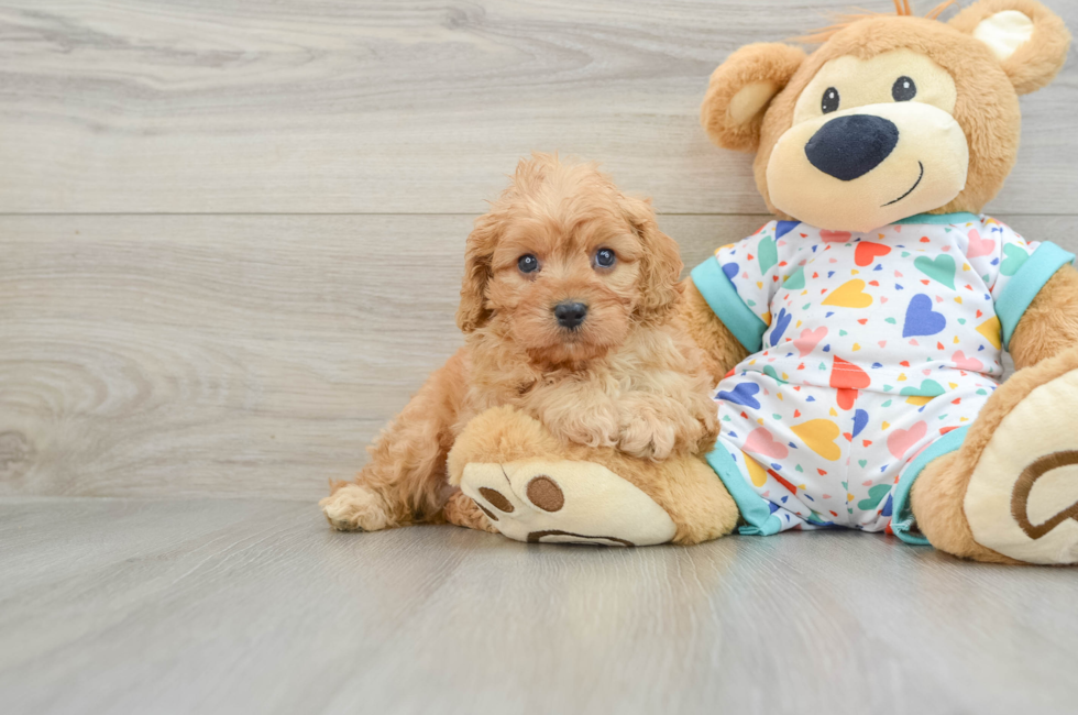 6 week old Cavapoo Puppy For Sale - Premier Pups