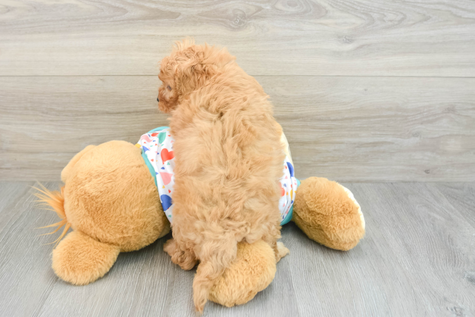 Cavapoo Puppy for Adoption