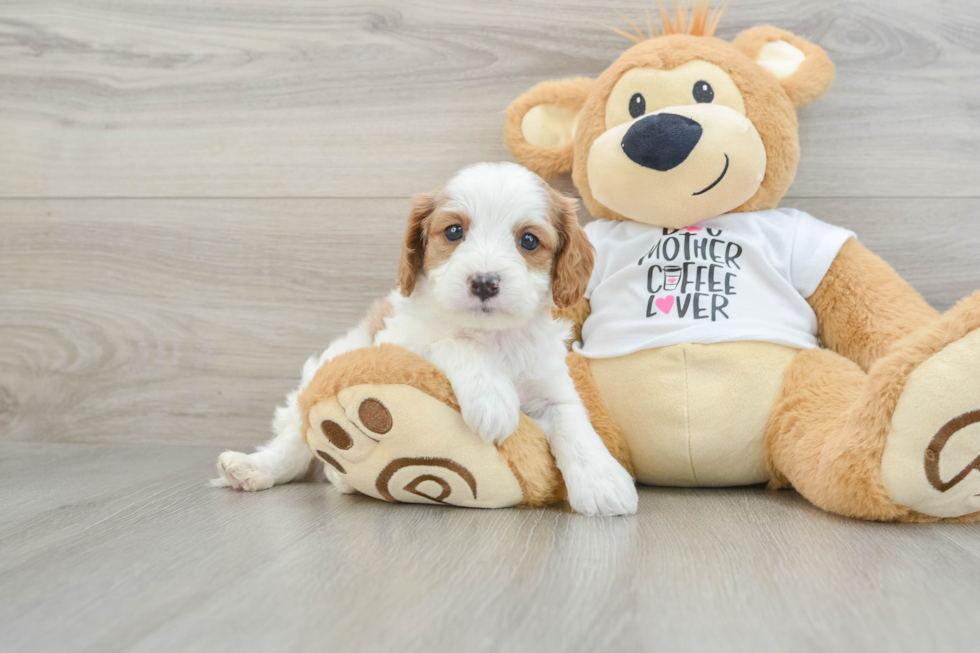 Little Cavipoo Poodle Mix Puppy