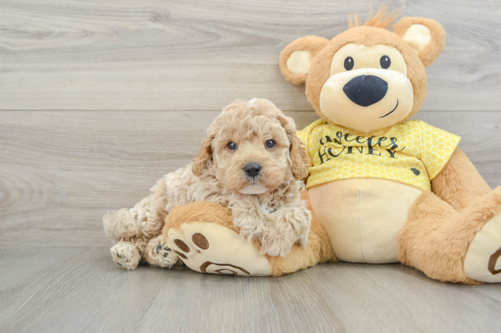 Adorable Cavalier King Charles Spaniel and Poodle Mix Poodle Mix Puppy