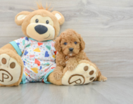 7 week old Cavapoo Puppy For Sale - Premier Pups