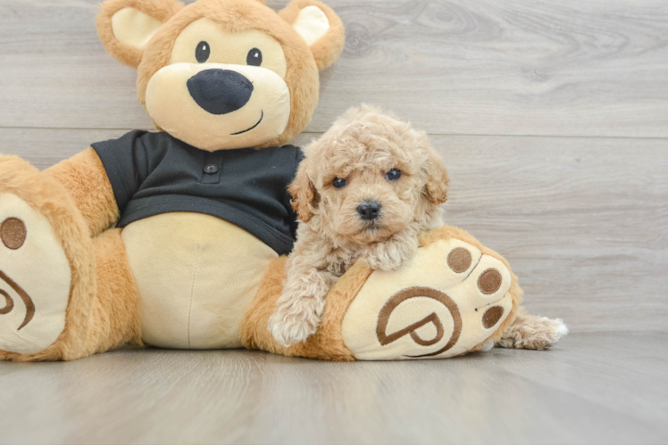 Cavapoo Puppy for Adoption