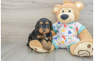Best Cavapoo Baby