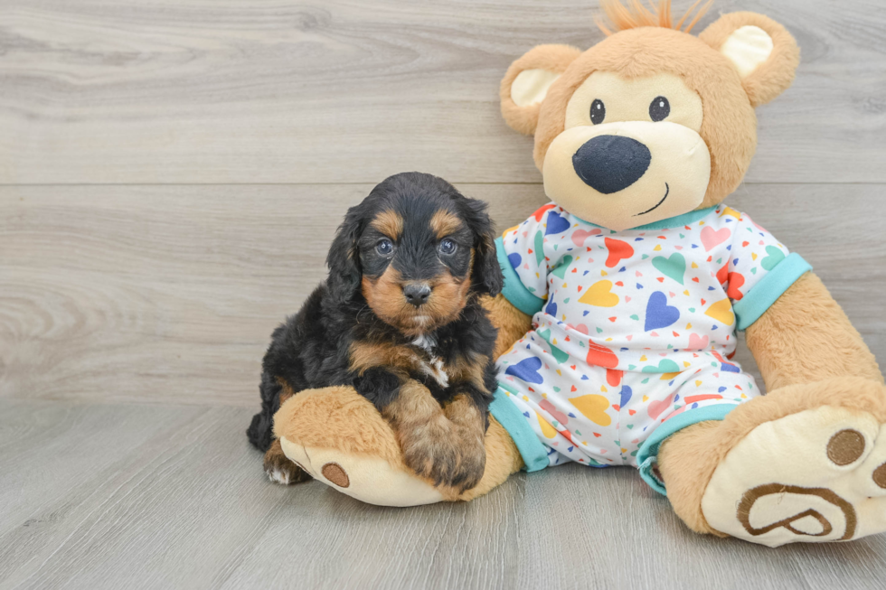 Best Cavapoo Baby