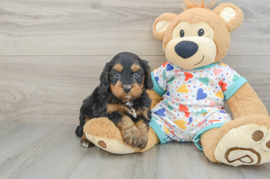 Best Cavapoo Baby