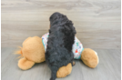 Little Cavipoo Poodle Mix Puppy