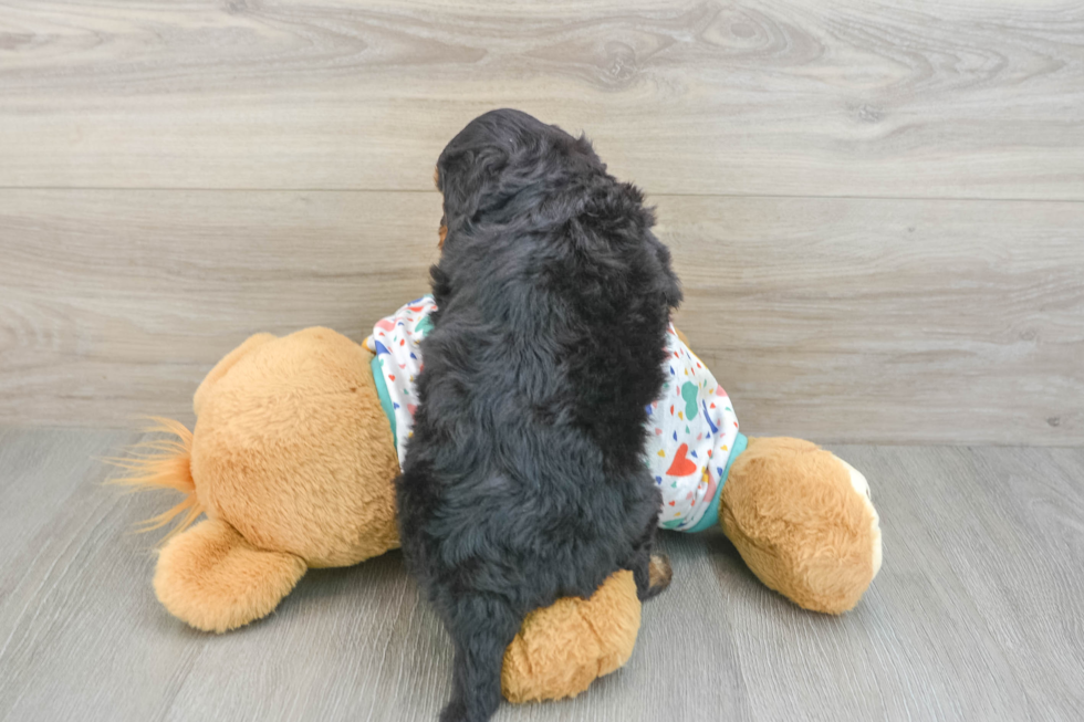 Little Cavipoo Poodle Mix Puppy