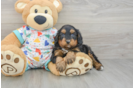 Best Cavapoo Baby
