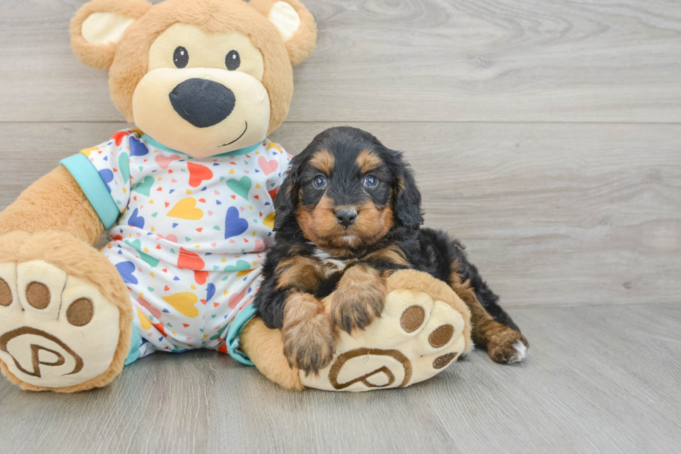 Best Cavapoo Baby