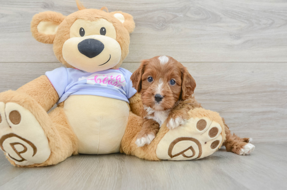 5 week old Cavapoo Puppy For Sale - Premier Pups