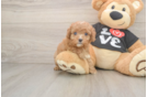 Small Cavapoo Baby