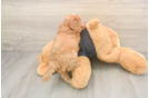 Cavapoo Puppy for Adoption