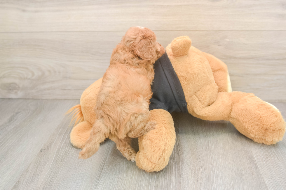 Cavapoo Puppy for Adoption