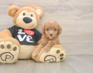 7 week old Cavapoo Puppy For Sale - Premier Pups