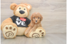 Cavapoo Pup Being Cute