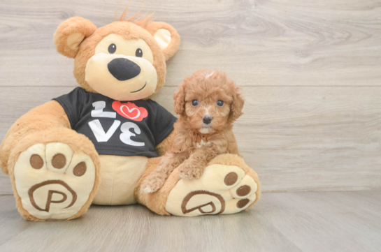 Cavapoo Pup Being Cute