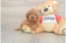 Little Cavipoo Poodle Mix Puppy