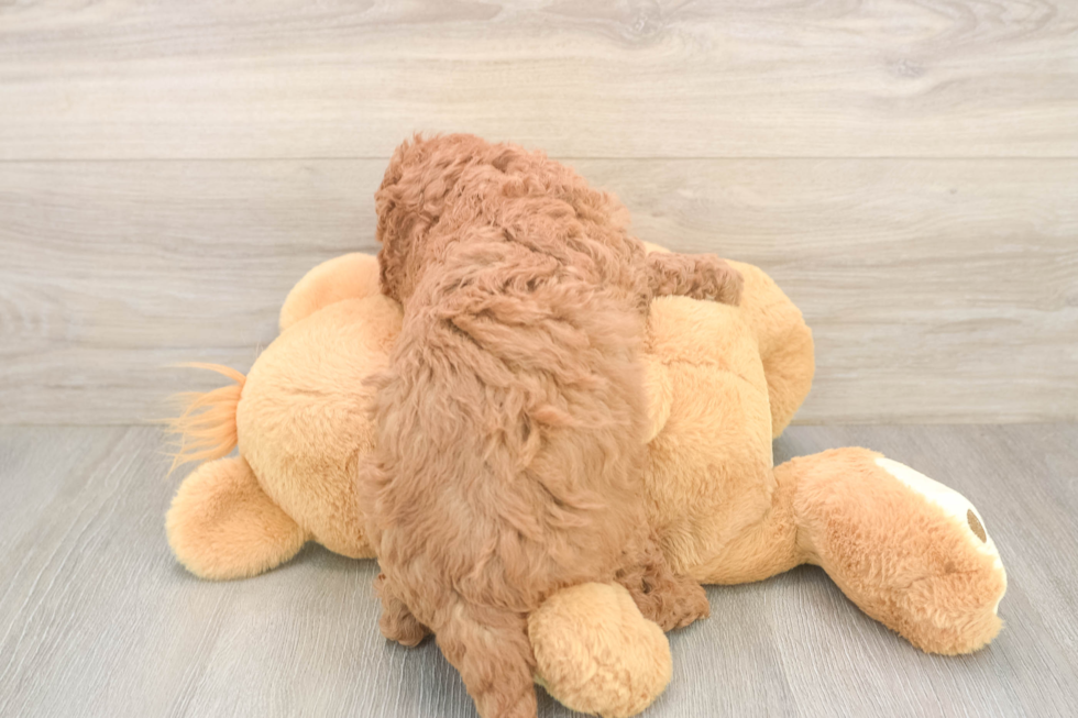 Small Cavapoo Baby