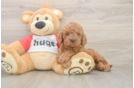 Hypoallergenic Cavadoodle Poodle Mix Puppy
