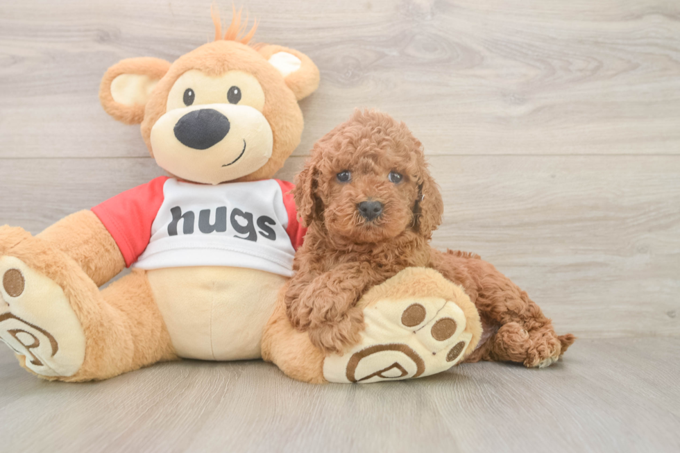 Hypoallergenic Cavadoodle Poodle Mix Puppy