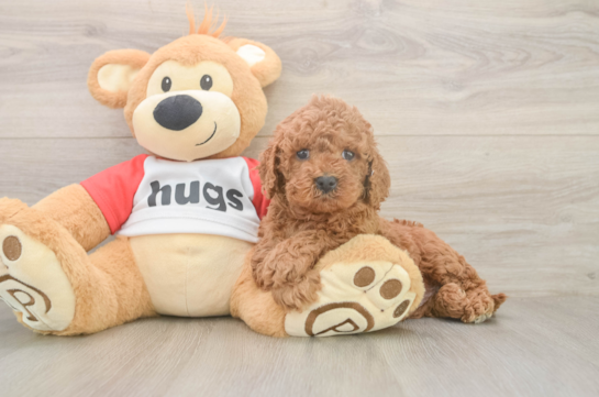 Hypoallergenic Cavadoodle Poodle Mix Puppy