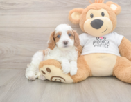 8 week old Cavapoo Puppy For Sale - Premier Pups