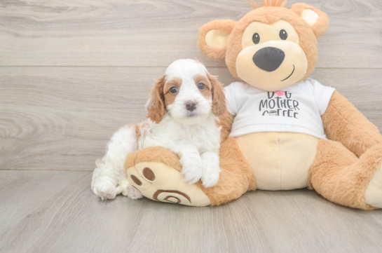 5 week old Cavapoo Puppy For Sale - Premier Pups Best Cavapoo Baby