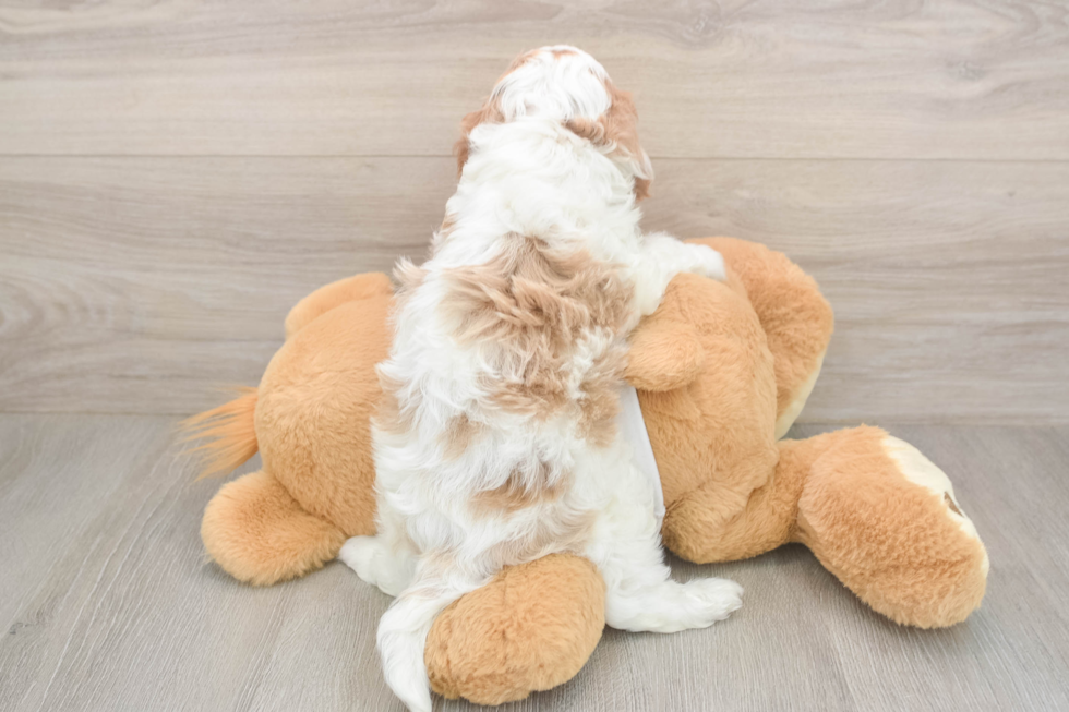 Popular Cavapoo Poodle Mix Pup