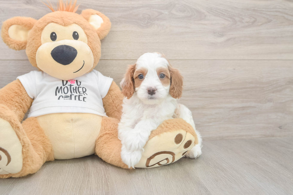 Cavapoo Puppy for Adoption