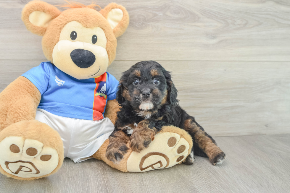 Cavapoo Pup Being Cute