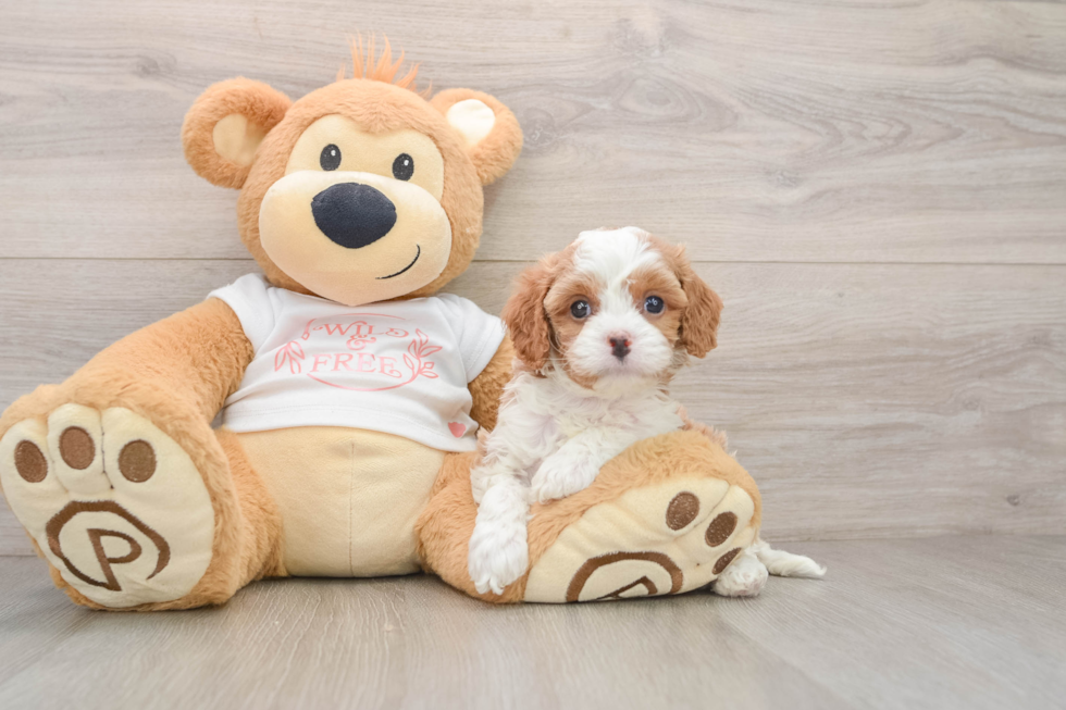 Cavapoo Puppy for Adoption