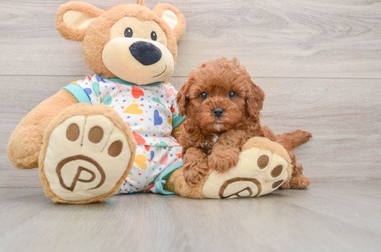 Best Cavapoo Baby