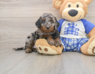 7 week old Cavapoo Puppy For Sale - Premier Pups