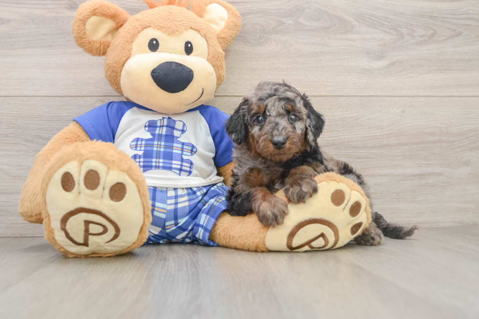 Best Cavapoo Baby