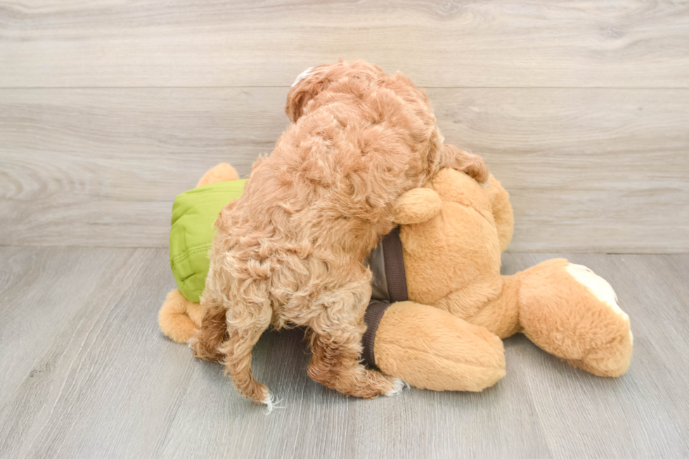Hypoallergenic Cavadoodle Poodle Mix Puppy