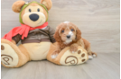 Best Cavapoo Baby