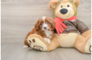 Best Cavapoo Baby