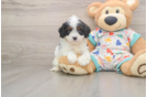Cavapoo Puppy for Adoption
