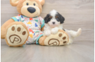Smart Cavapoo Poodle Mix Pup