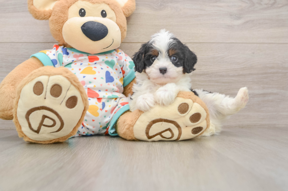 Smart Cavapoo Poodle Mix Pup
