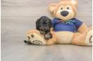Best Cavapoo Baby