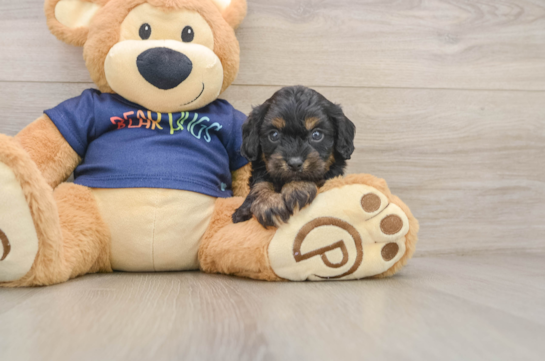 Cavapoo Pup Being Cute