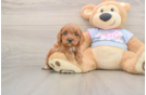 Popular Cavapoo Poodle Mix Pup
