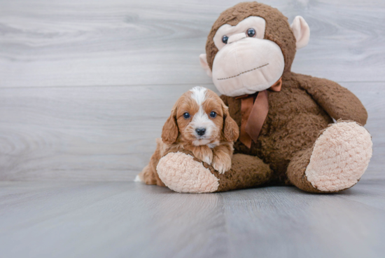 Energetic Cavoodle Poodle Mix Puppy