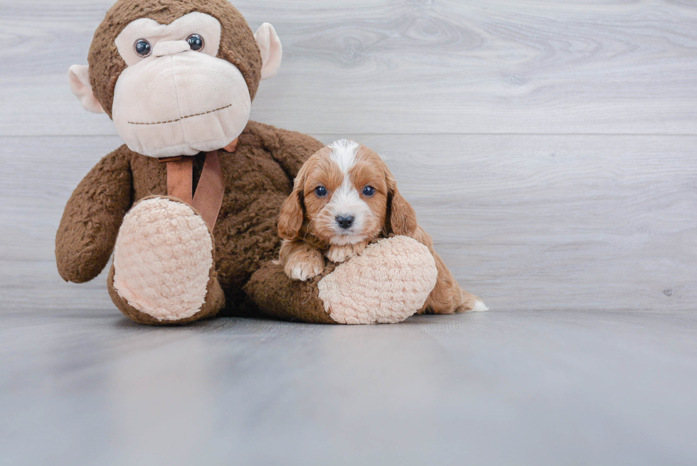 Adorable Cavoodle Poodle Mix Puppy