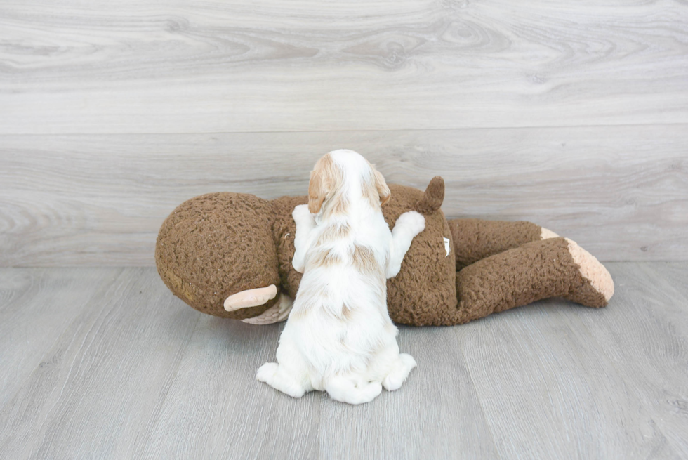 Small Cavapoo Baby