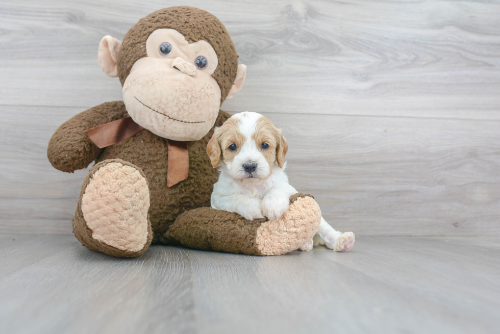 Happy Cavapoo Baby