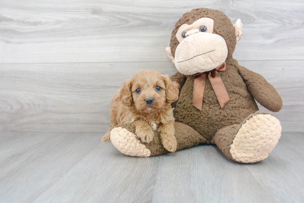 Smart Cavapoo Poodle Mix Pup