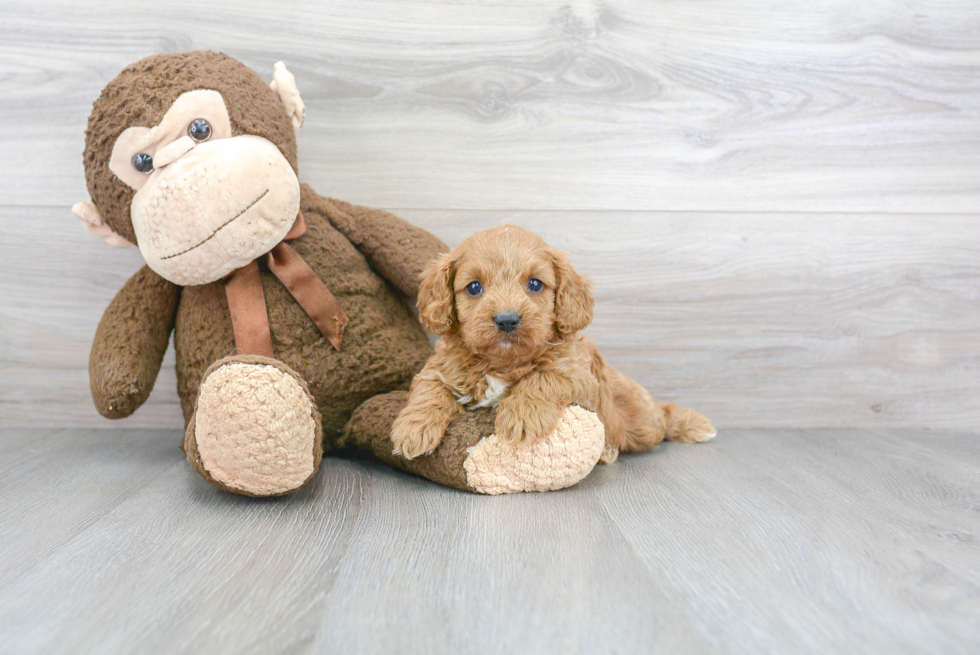 Adorable Cavoodle Poodle Mix Puppy